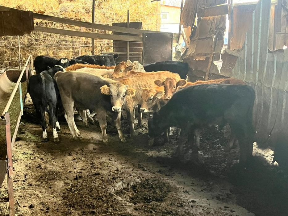 Продам телят 8-10 месяцев