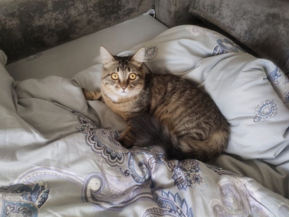 Отдам кота,кастрирован,привит