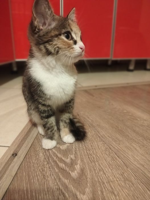 Срочно! Котенок девочка ищет дом!