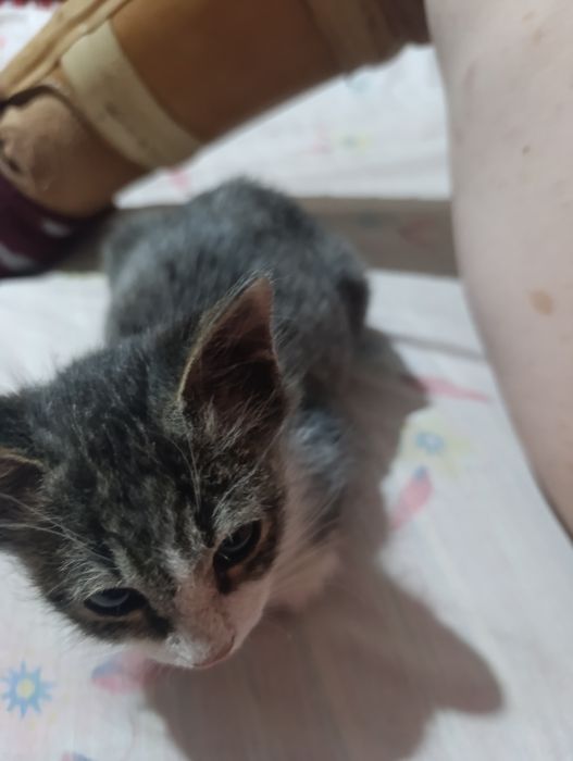 Кот 3 месяца ходит в лоток