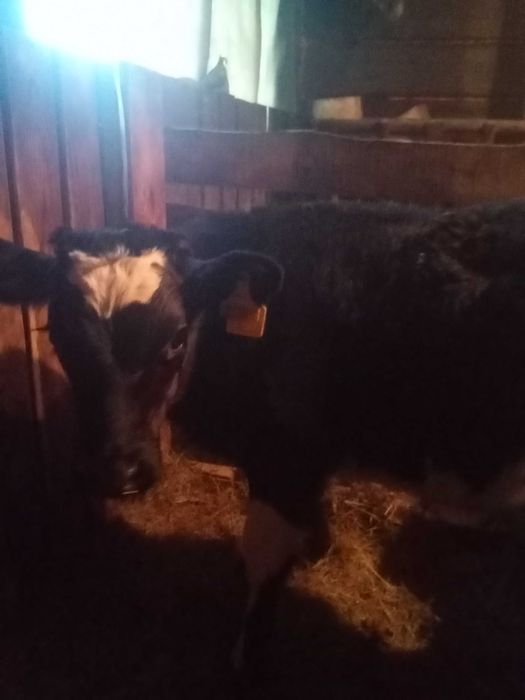 Продам теленка этого года