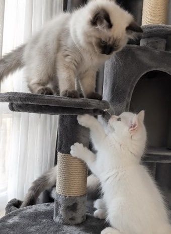 Рагдол Регдол /Ragdoll