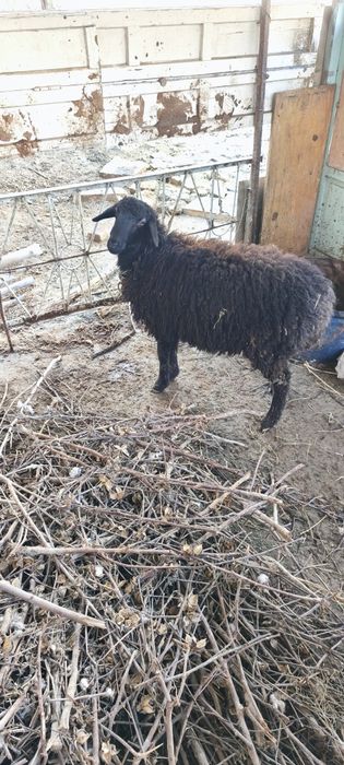 Кучкорча сотилади