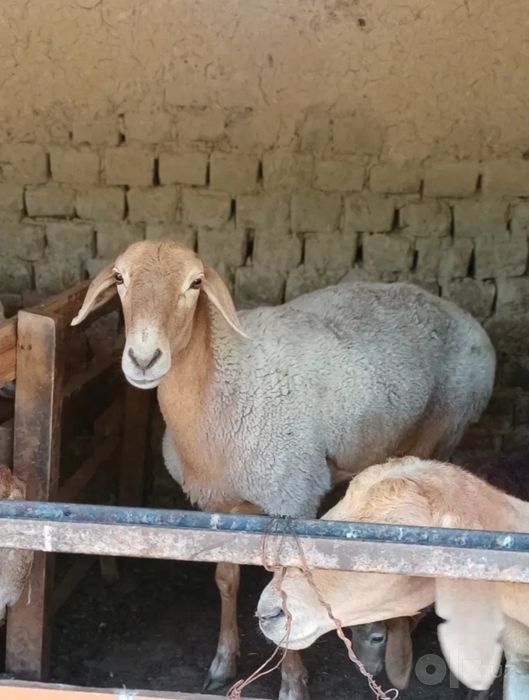 Ona Bola Qirgiz Qo'yla sotiladi