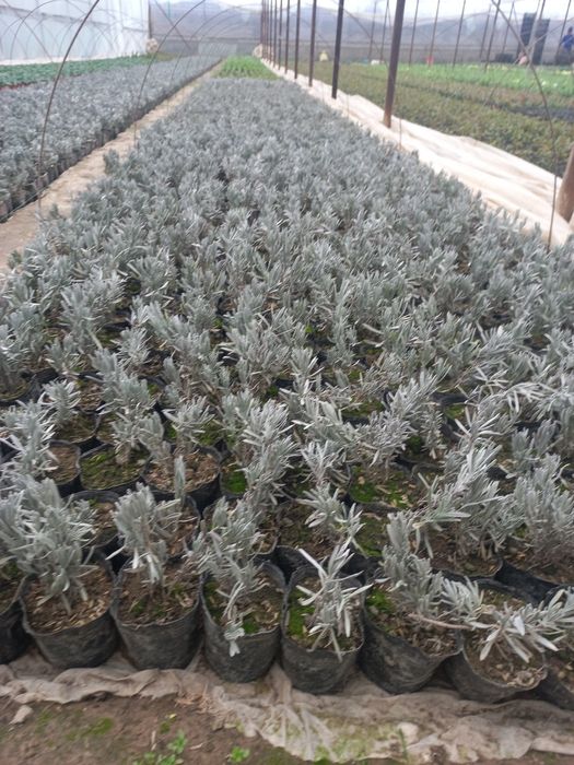 Лаванда.           .