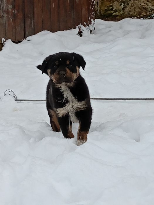 Продавам ротвайлерчета .