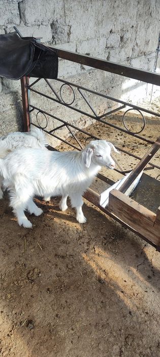 Она бола эчкилар сотилади зотдор