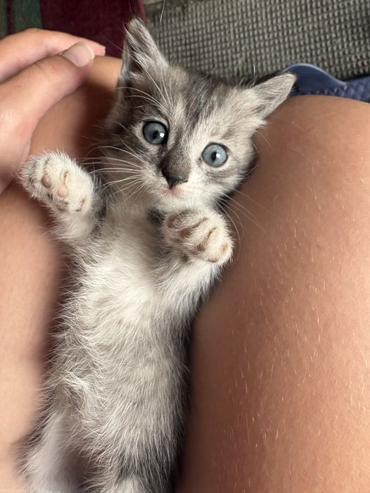 Котятки ищут дом
