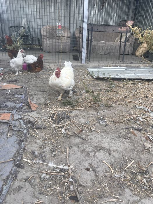 Продам петуха полубрам