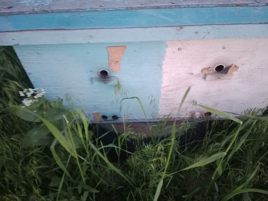 Пчела семья! Ара ұясымен!