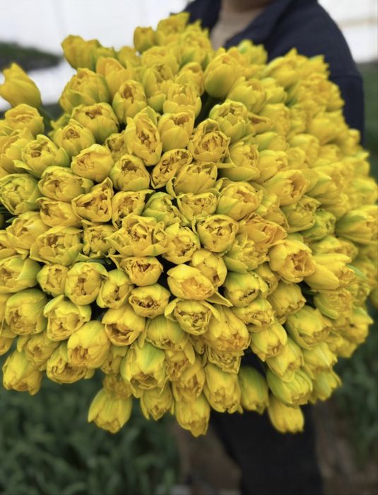 Тюльпаны беларусы 750