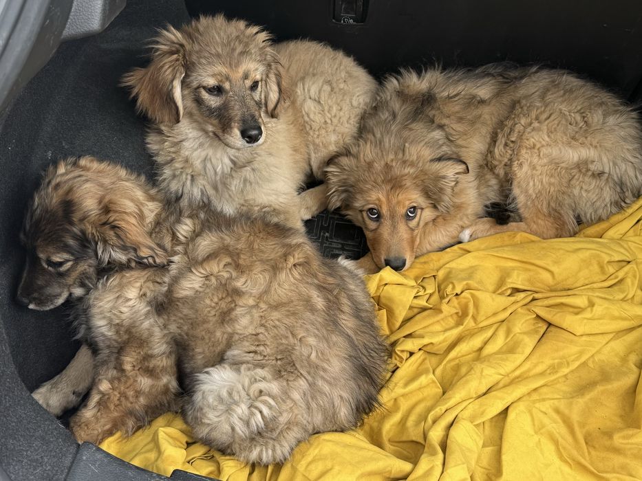 Щенята привитые (вакцина)