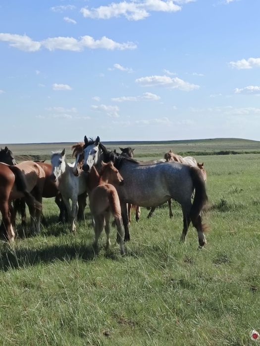 Продам молодую кобылу с жеребенком