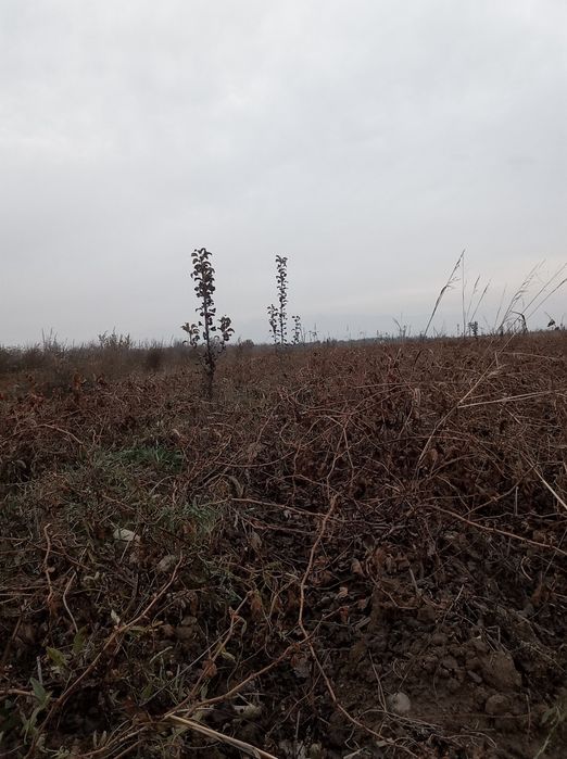 Soʻrtavoy soʻrtiga garangiya