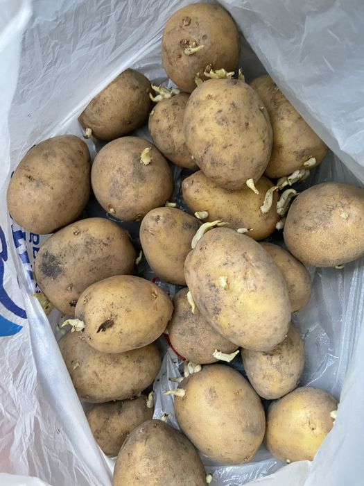 Продам картошка на семена