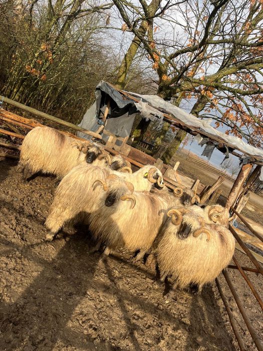 Berbeci bucalai de vanzare