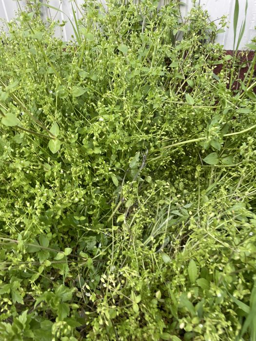 Треваааааааааааа