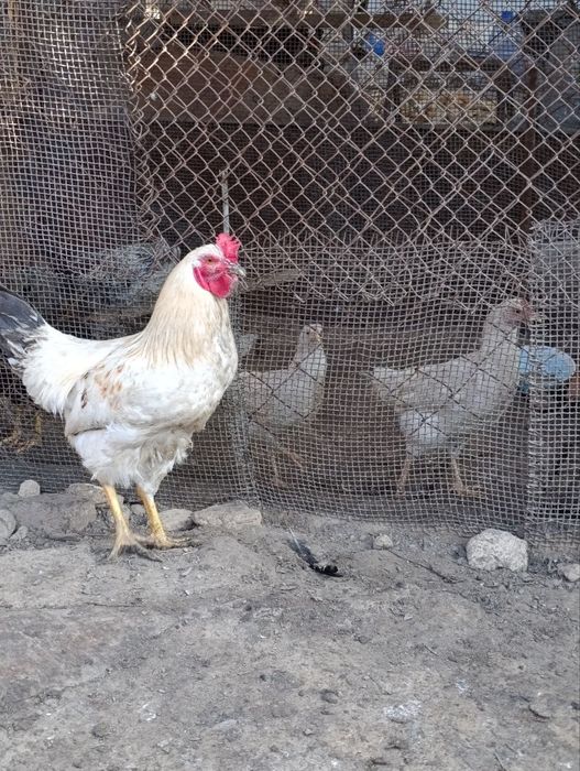 Продаются молодые петушки