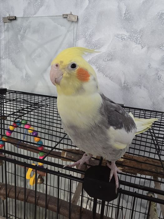 Продам попугая Корелла