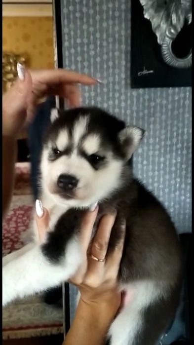 Сибирская хаски!