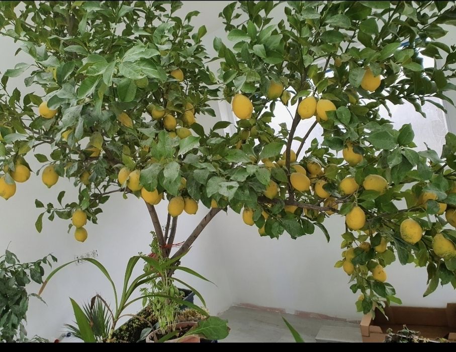 Copac Lămâi Altoit Mare 24 Ani -pe rod