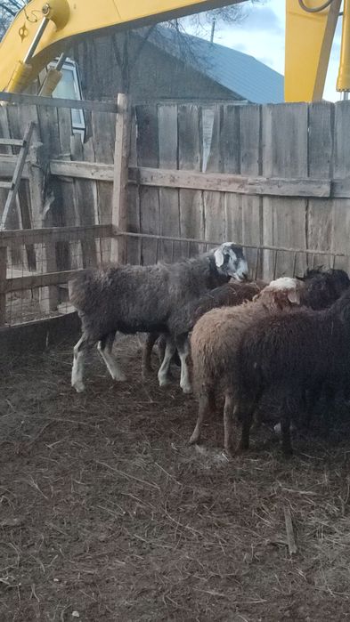 Кошкар сатылады гиссар.180 мын.