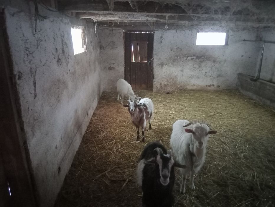 3Capre Și 1Țap 1500