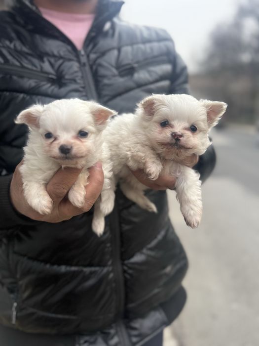 Maltese последни две мъжки