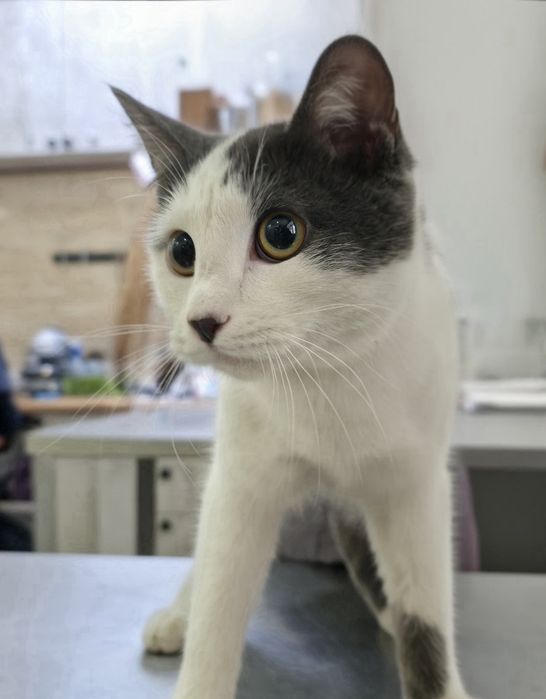 Кошечку в добрые руки