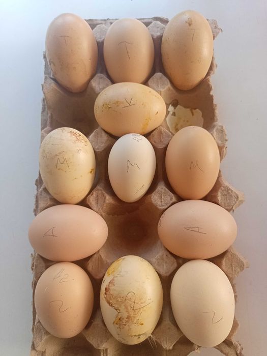 Куриные инкубационные яйца разных пород