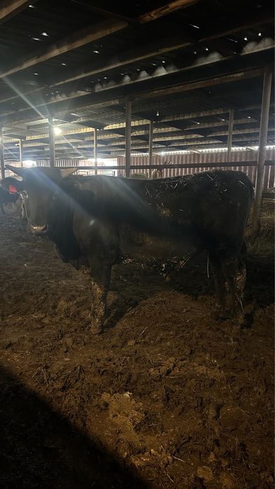 Бычки на откорме 9 голов