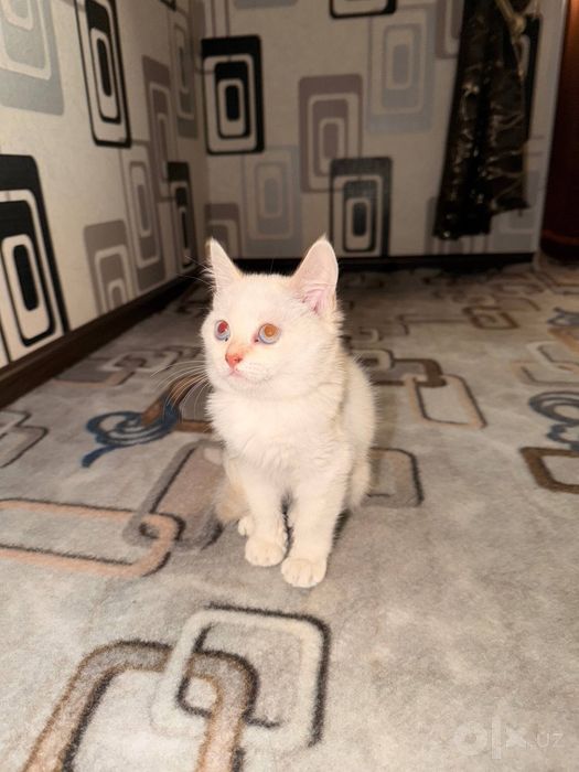 Turetskiy angora sotiladi mushukcha