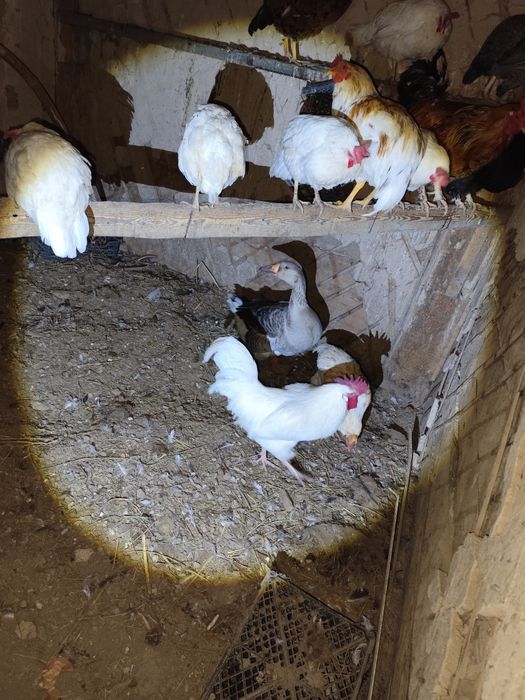Продаю курей гусей,