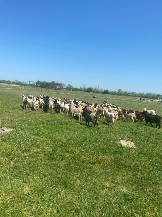 Vând 81 de capre bune de lapte
