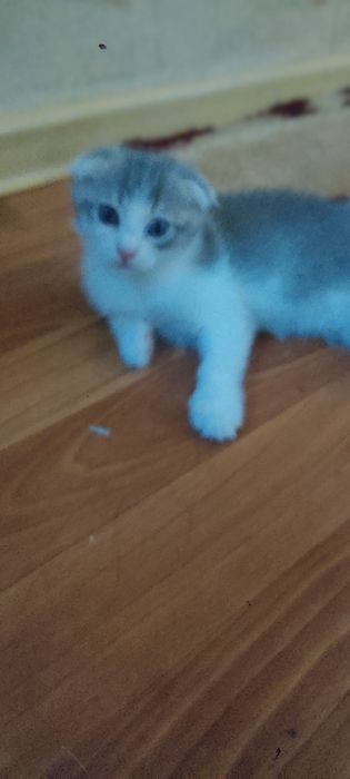Котёнок скотиш фолд.