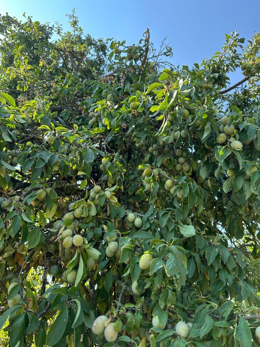 Prune pentru țuică calitatea 1
