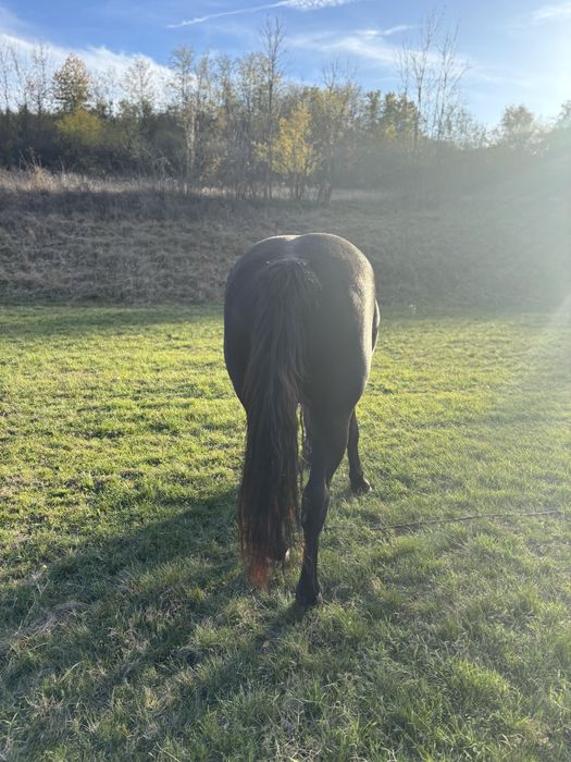 Iapa de vanzare. !!!