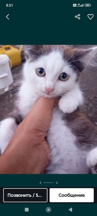 Котята бездомные