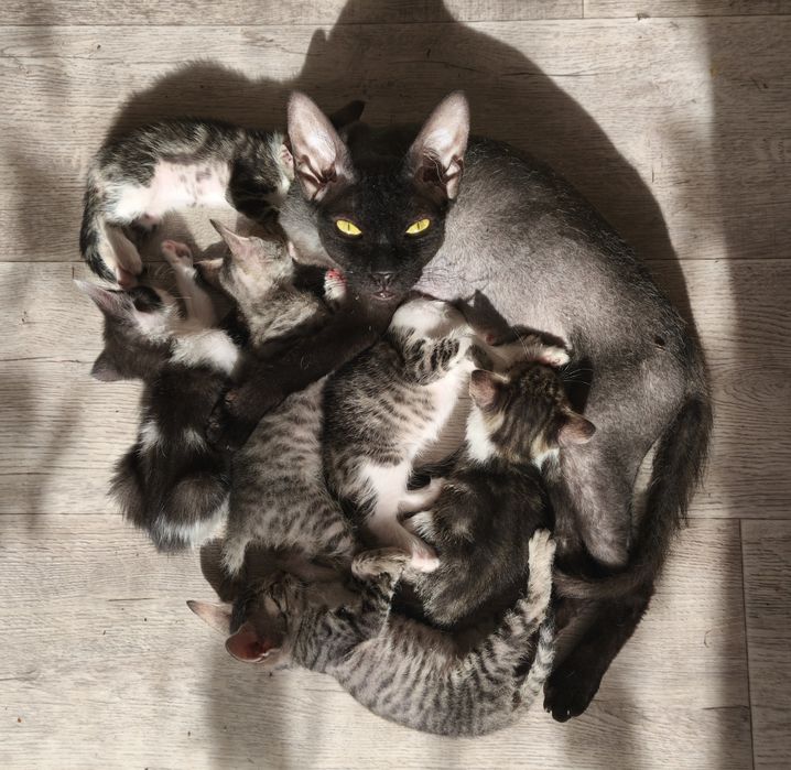Отдам котят в добрые руки
