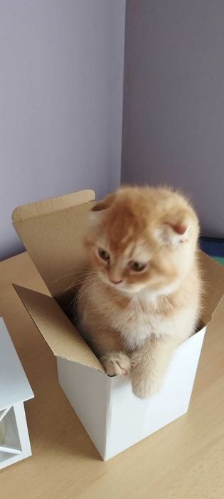 Златни чинчили шотландски котенца