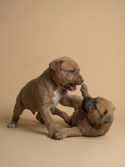 Готовятся к продаже.