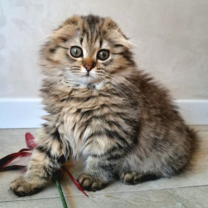 Шотландские котята  Шиншилы
