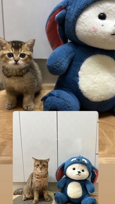 Вязка шотландский кот