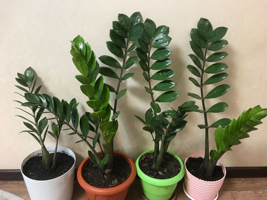 Продам Замиокулькас Долларовое Дерево