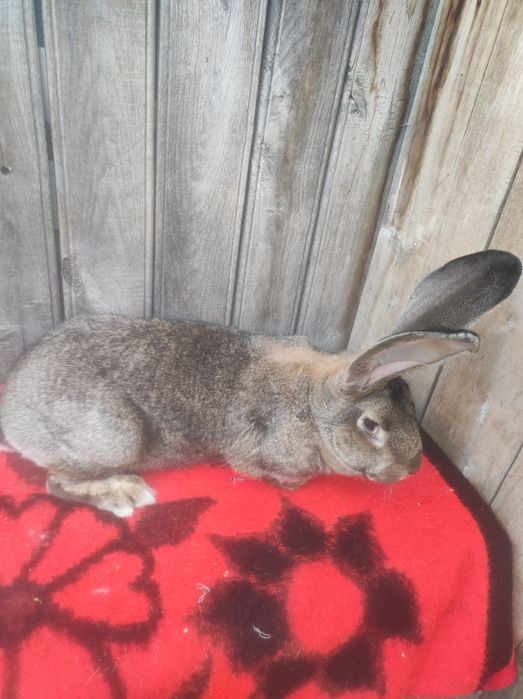 Femele Uriaș german