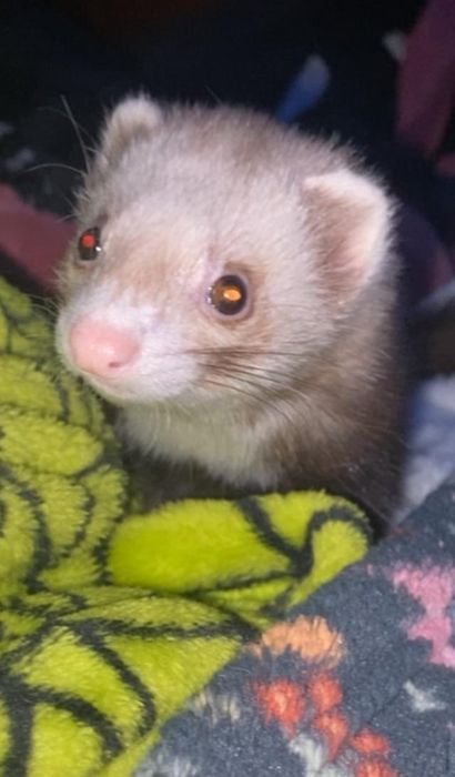 Продам хорька самка цвет шампанского
