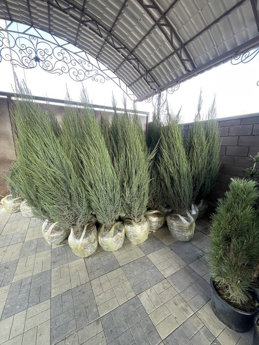 Голубые ели, сибирскеи ели, декоративные ели