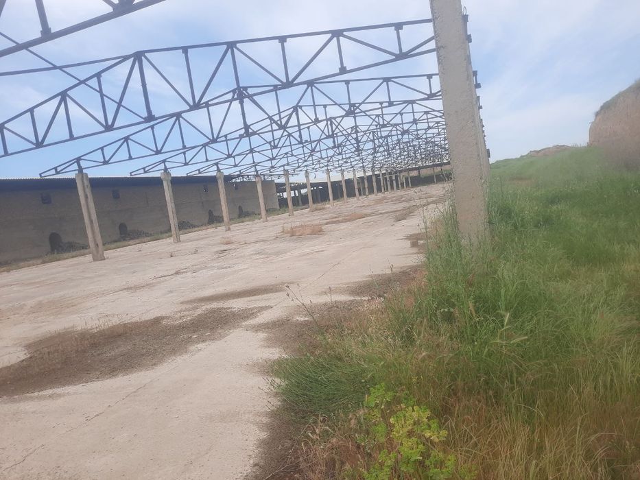 Pilita pines Balkan kalona ferma пнес балка калона ферма