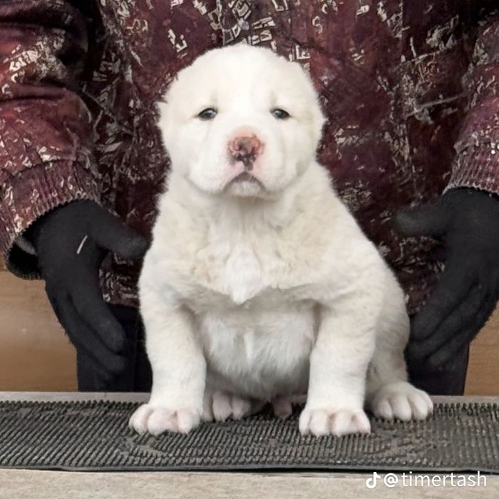 Күшіктер сатамын бағасы 30000