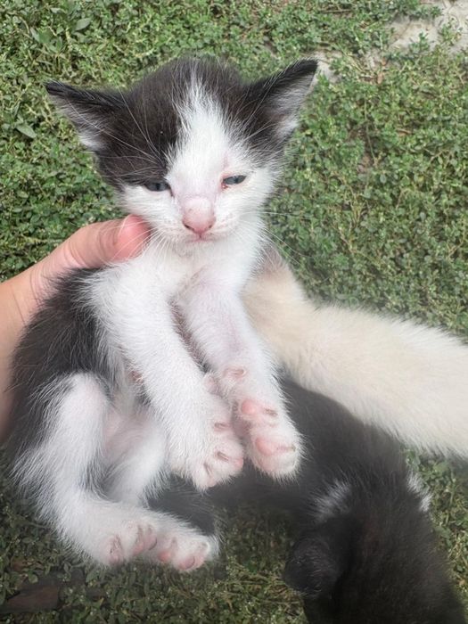 Отдам котят, пришахтинск